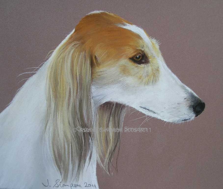 Saluki pet portrait by Joanne Simpson